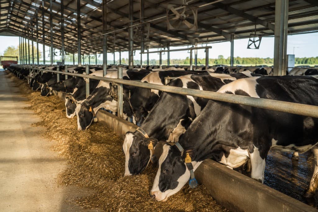 Holstein cows feeding in a modern open-sided dairy barn